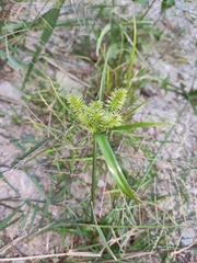 Cyperus cyperoides