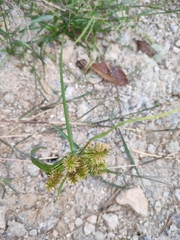Cyperus cyperoides