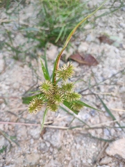 Cyperus cyperoides