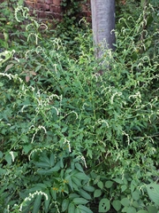 Artemisia lactiflora