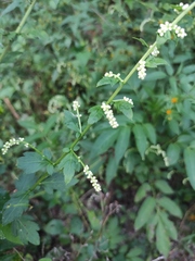 Artemisia lactiflora