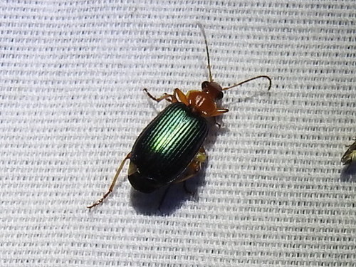 Large Foliage Ground Beetle photo 3