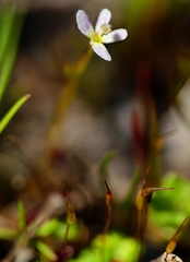 Stylidium despectum