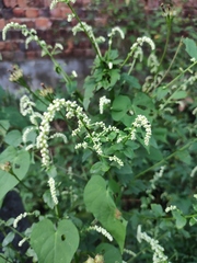 Artemisia lactiflora