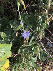 Cichorium intybus