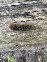 Acronicta hastulifera
