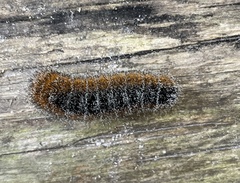 Acronicta hastulifera