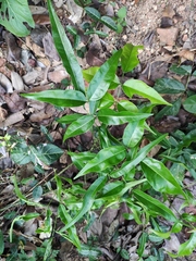 Derris fordii