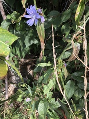 Cichorium intybus