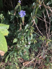 Cichorium intybus