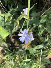 Cichorium intybus