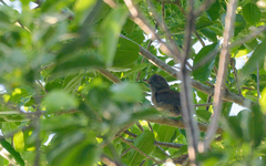 Attila spadiceus cozumelae