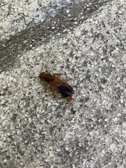 Platydracus immaculatus