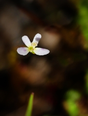 Stylidium despectum
