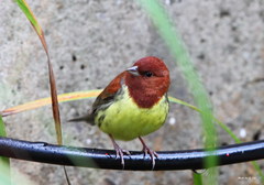 Chestnut Bunting photo 3