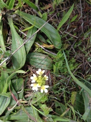 Triphysaria floribunda