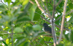 Attila spadiceus cozumelae