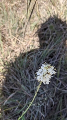 Oenothera glaucifolia