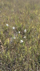 Oenothera glaucifolia