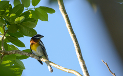 Spindalis zena benedicti