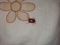 Coleoptera