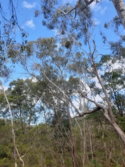 Eucalyptus ovata