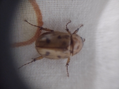 Coleoptera