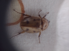 Coleoptera