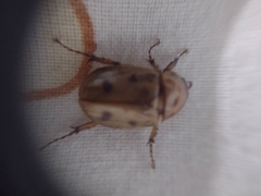 Coleoptera