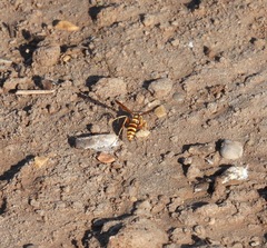 Poecilopompilus interruptus interruptus