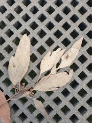 Eucalyptus ovata