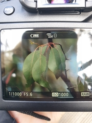 Eucalyptus ovata