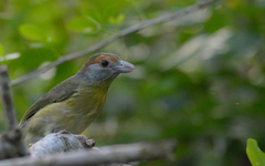 Cyclarhis gujanensis insularis
