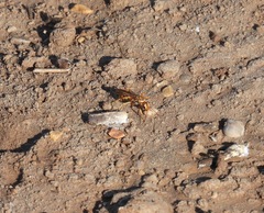 Poecilopompilus interruptus interruptus