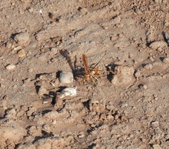 Poecilopompilus interruptus interruptus