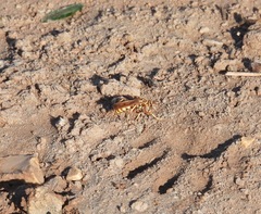 Poecilopompilus interruptus interruptus