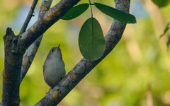 Troglodytes aedon beani