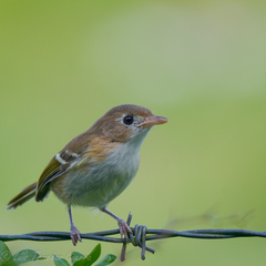 Vireo bairdi