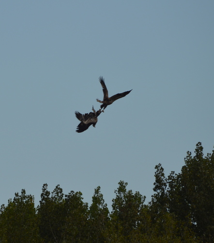 Bald Eagle photographed in Iowa