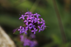 Crusea hispida