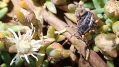 Hyalomma