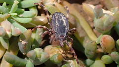 Hyalomma
