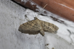 Phostria harutai