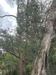 Callistemon