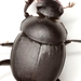 Vigilant Tumblebug - Photo (c) Mike Quinn, Austin, TX, some rights reserved (CC BY-NC)