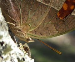 Charaxes varanes varanes