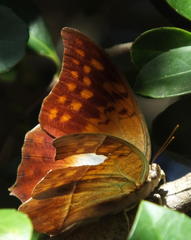 Charaxes varanes varanes