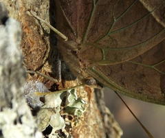 Charaxes varanes varanes