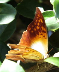 Charaxes varanes varanes