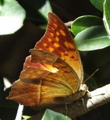 Charaxes varanes varanes